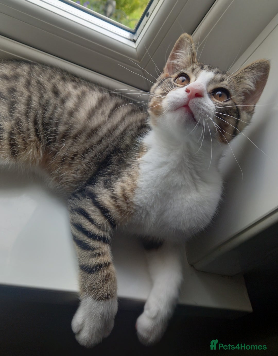 Mixed Breed cats for sale: 2 kittens for rehoming  - Image 4