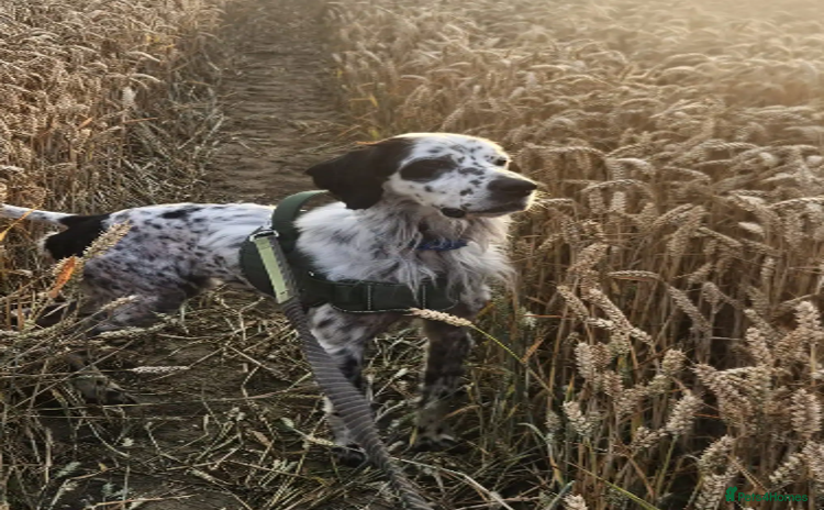 English Setter dogs in Holywell - Advert 3