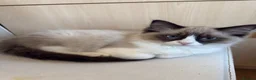 Ragdoll cats for sale: Ragdoll - Advert 6