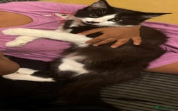 Maine Coon cats for sale: Main coon / Bombay kitty  - Image 3