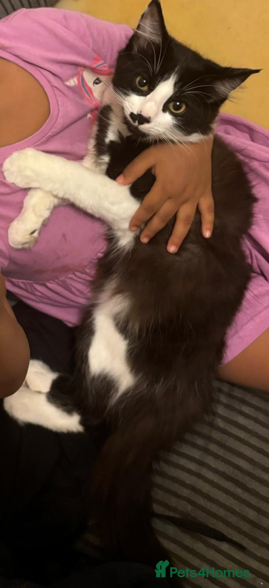 Maine Coon cats for sale: Main coon / Bombay kitty  - Image 3