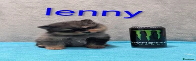 Lenny