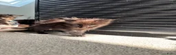 Maine Coon cats for sale: 7 adorable Pure Bred Mainecoon - Advert 30