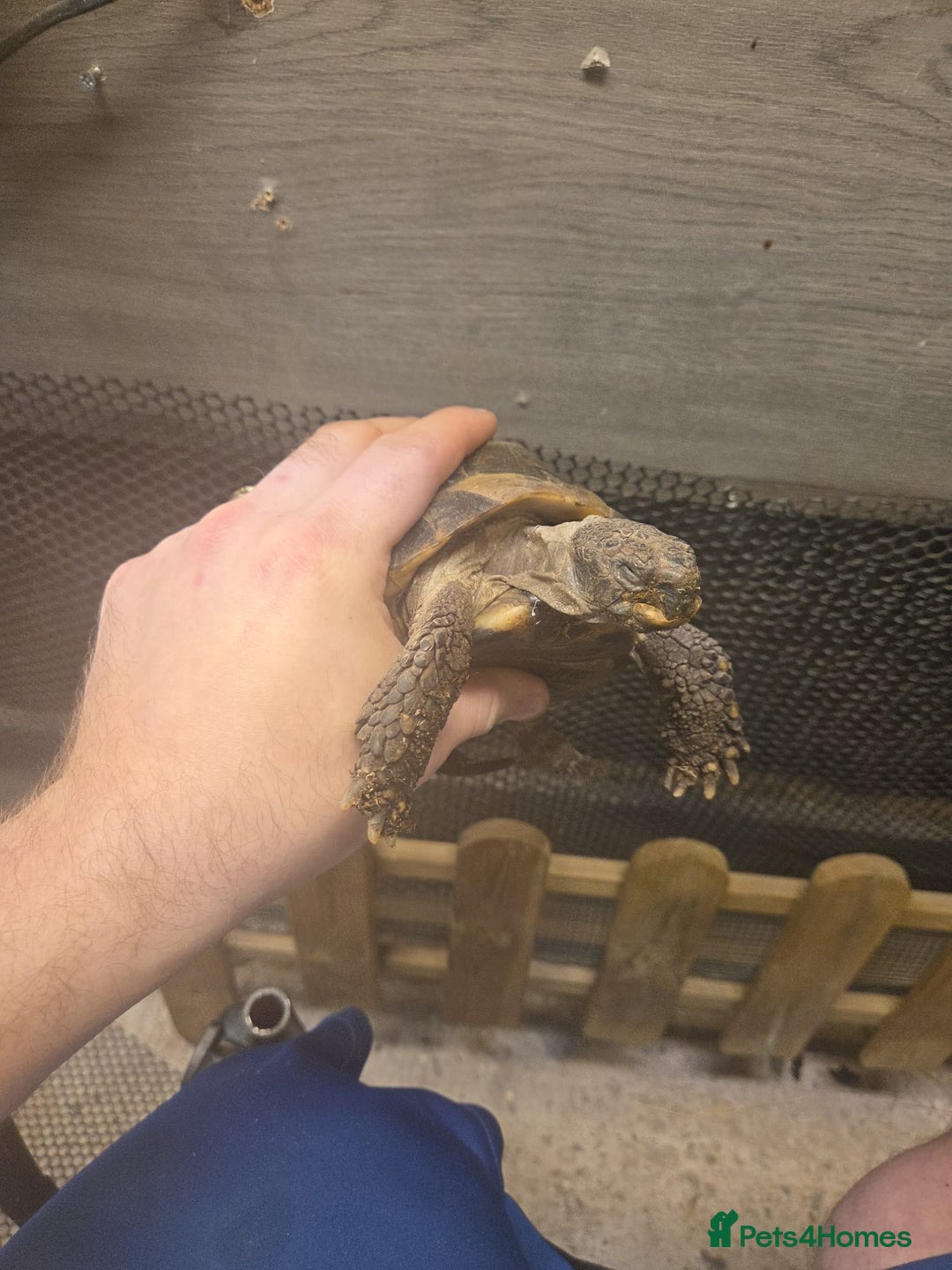 Tortoise reptiles for sale: Horsefield tortoise - Advert 3