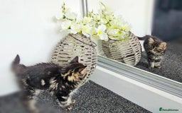 Maine Coon cats for sale: Small female maine coon cross - Advert 5