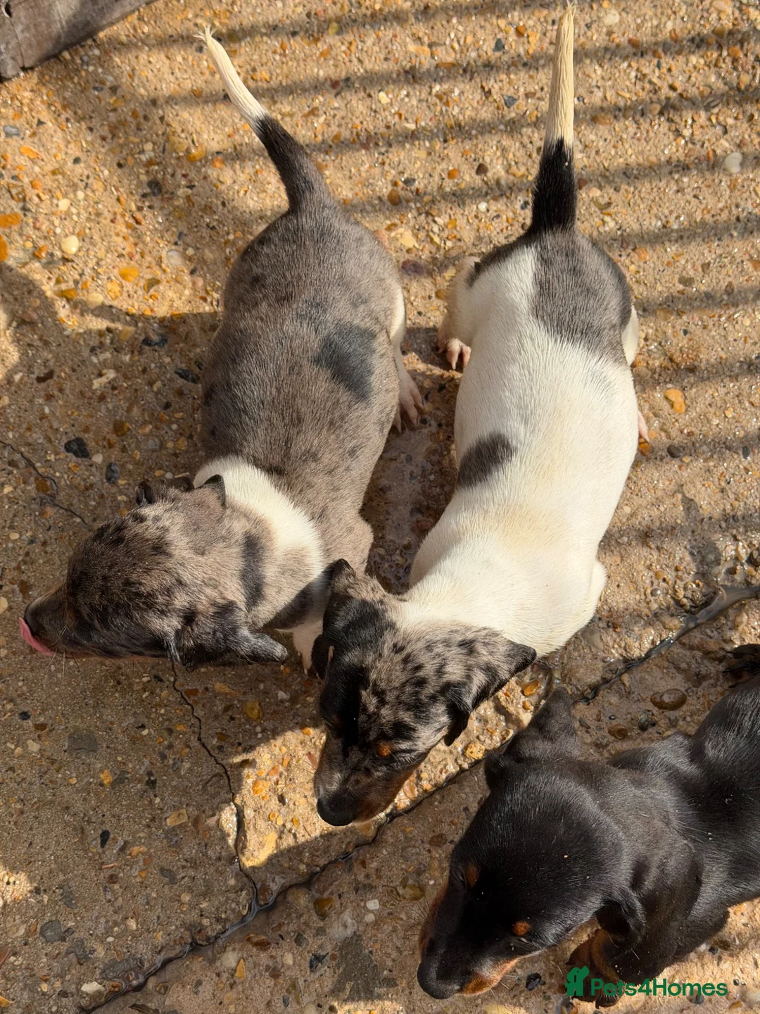 Dachshund dogs for sale: Dachshund puppies  - Advert 2