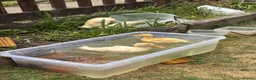 Ducks poultry for sale: Very friendly incubator hatched cherry apple yard  - Advert 4
