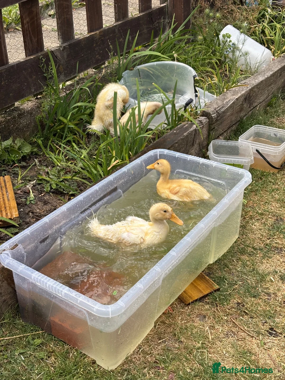 Ducks poultry for sale: Very friendly incubator hatched cherry apple yard  - Advert 4