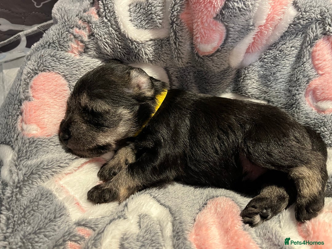 Miniature Schnauzer dogs for sale: Beautiful KC miniature Schnauzers  - Advert 7