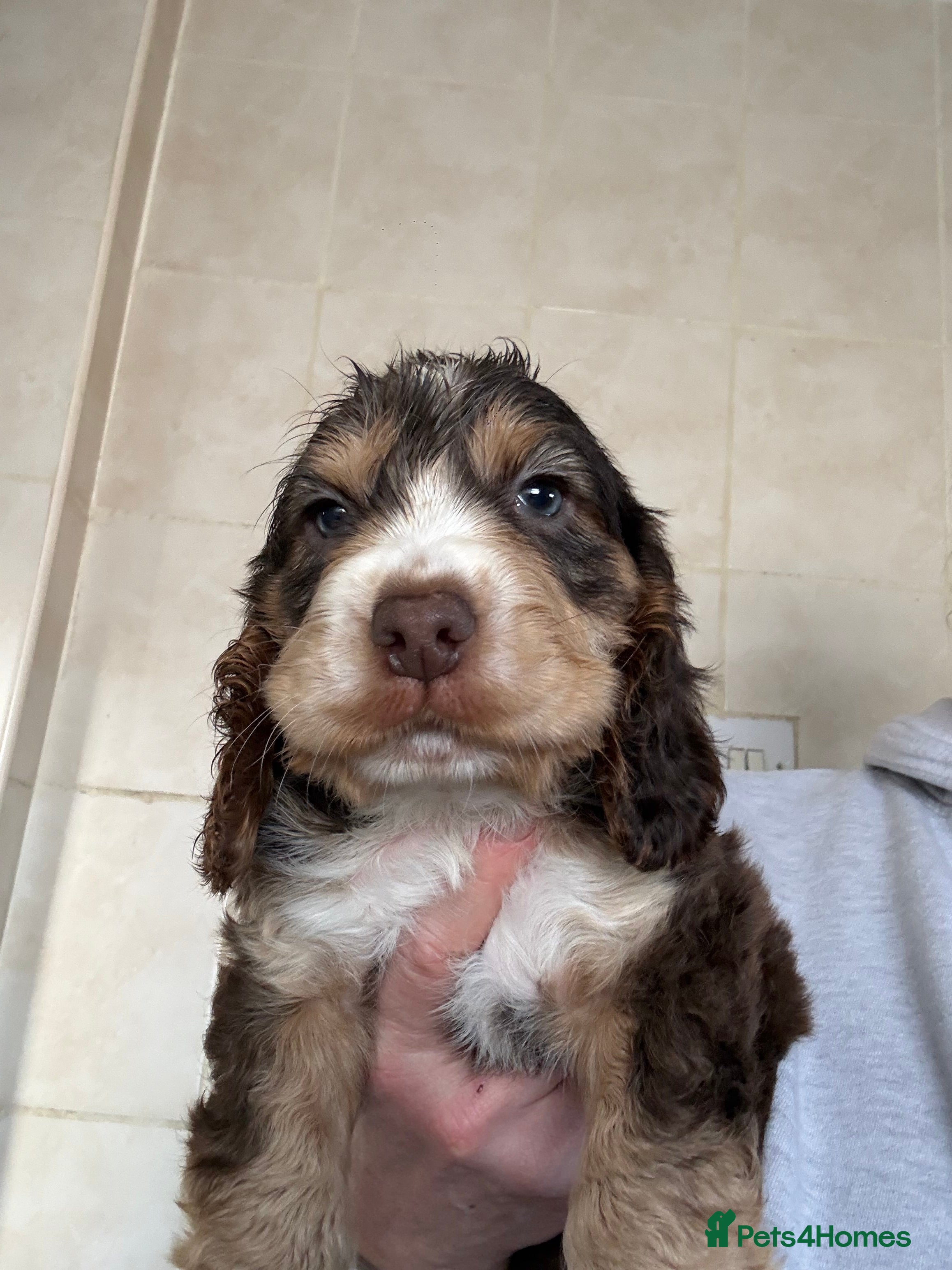 Cocker Spaniel dogs Chocolate sable cocker spaniels  - Advert 17