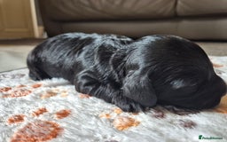 Cockapoo dogs for sale: 🐾 F1b Cockapoo Puppies for Sale 🐾 - Image 10