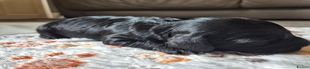 Cockapoo Puppy 2