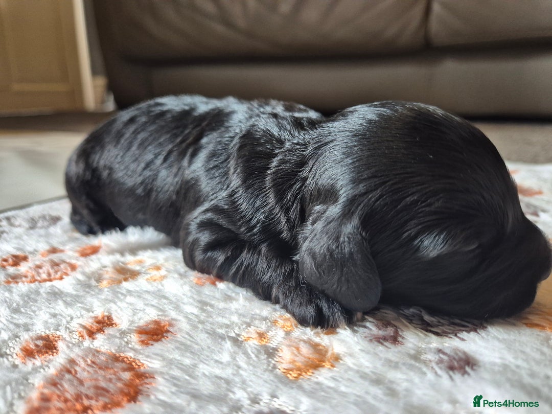 Cockapoo dogs for sale: 🐾 F1b Cockapoo Puppies for Sale 🐾 - Image 10