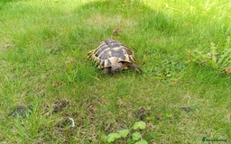 Hermann Tortoise reptiles for sale: Hermann Tortoise with enclosure - Image 3