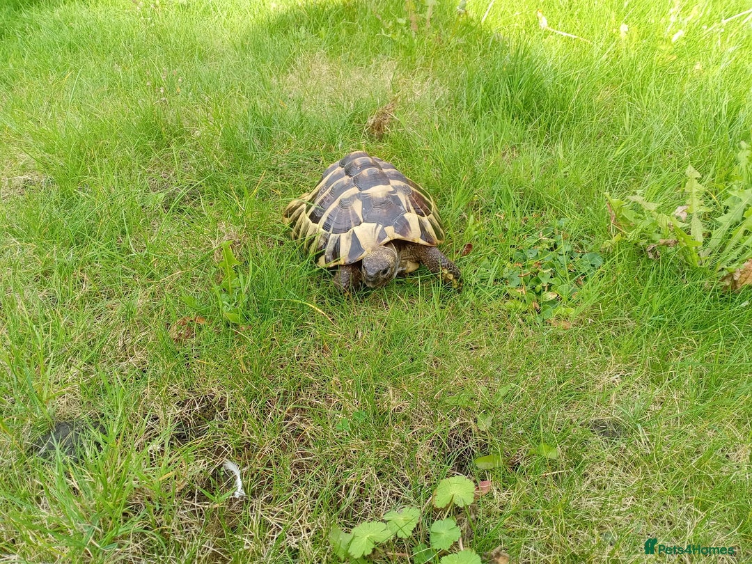 Hermann Tortoise reptiles for sale: Hermann Tortoise with enclosure - Image 3