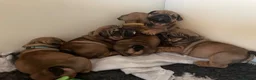English Bulldog dogs for sale: Quality English bulldogs  - Advert 16