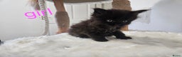 Mixed Breed cats for sale: 2 stunning black kittens avilable  - Advert 7