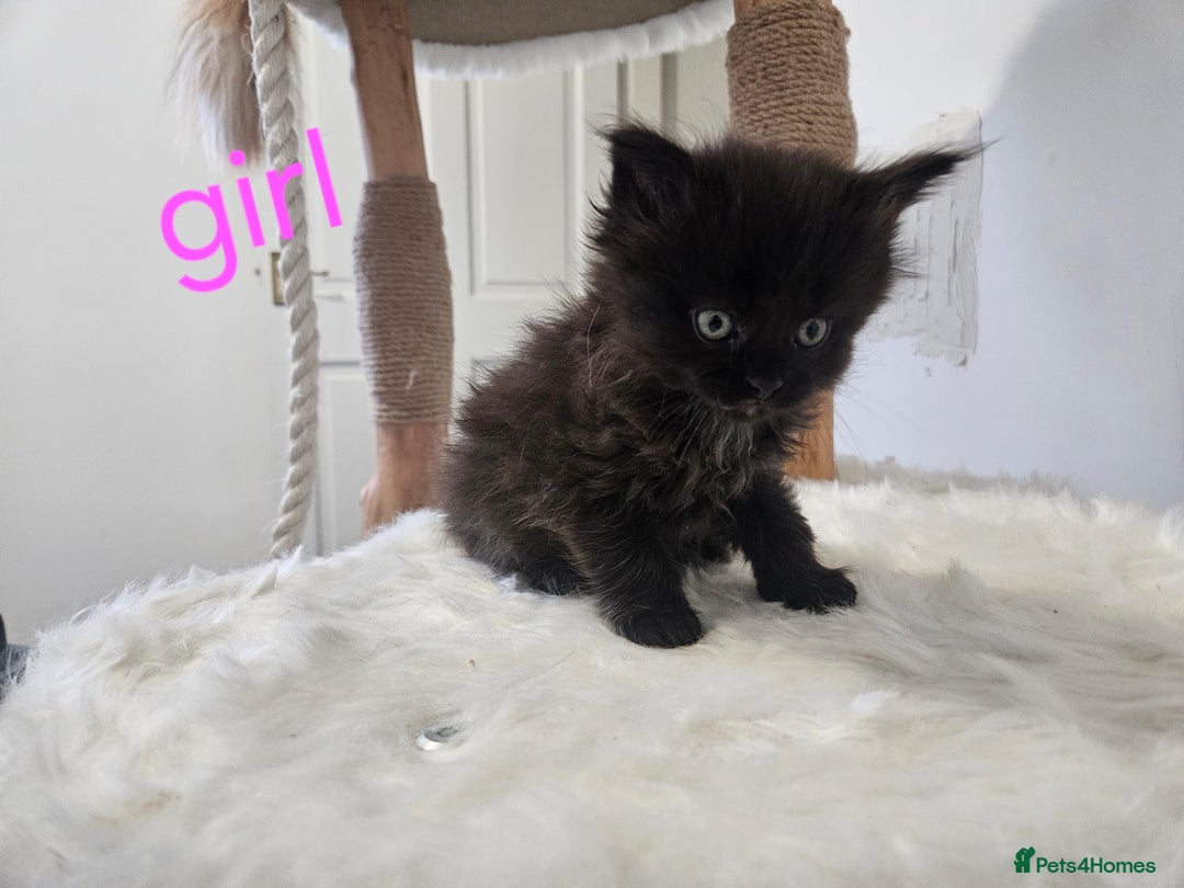 Mixed Breed cats for sale: 2 stunning black kittens avilable  - Advert 7