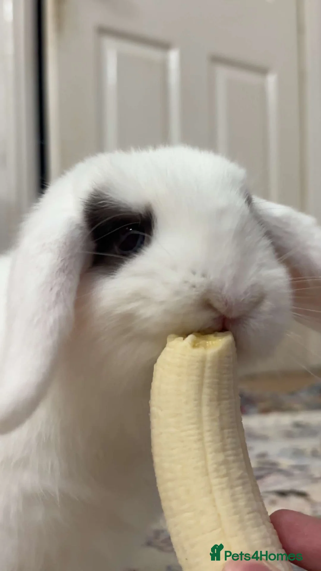 Mini Lop rabbits for sale: Bunny for sale in Leeds - Advert 2