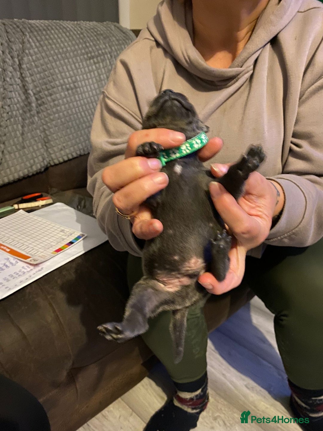 Staffordshire Bull Terrier dogs for sale: Blue pups  - Advert 11