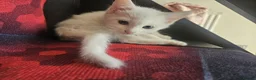 Mixed Breed cats for sale: Adorable&Super friendly kittens 🐈‍⬛  - Advert 7