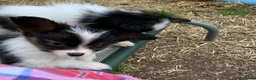 Papillon dogs for sale: Exquisite Papillon Puppies with Exceptional Charm in Cardiff - Advert 4