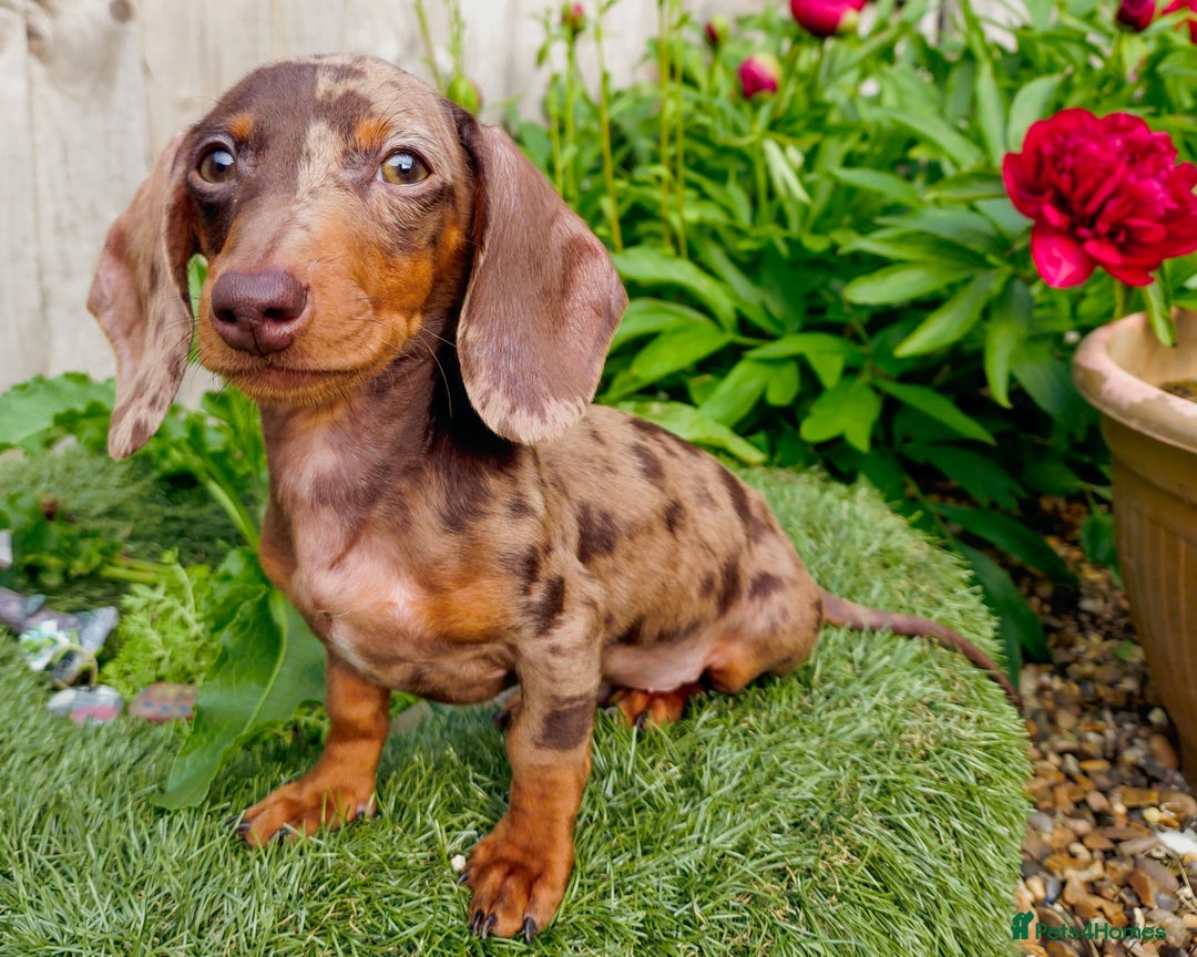 Dachshund dogs for stud: * STUD* Gorgeous daple dachshund  - Image 1