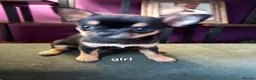 Chihuahua dogs for sale: Pedigree chihuahua puppies two girls one boy  in Cambridge - Advert 4