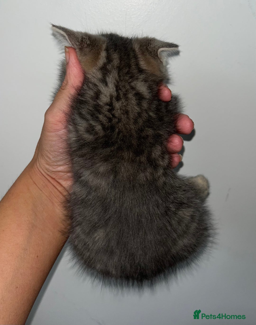British Shorthair cats for sale: British shorthair X ragdoll  - Image 14