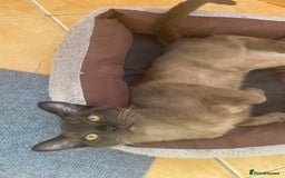 Burmese cats for sale: Lovely Burmese neutered kitten .GCCF registered. - Image 4
