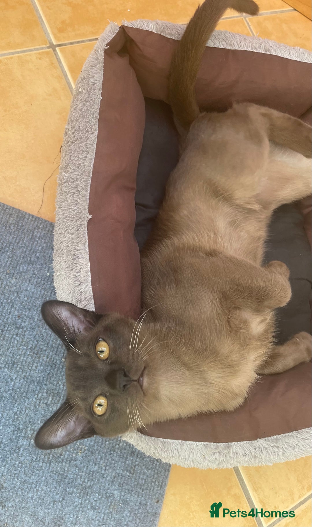 Burmese cats for sale: Lovely Burmese neutered kitten .GCCF registered. - Image 4