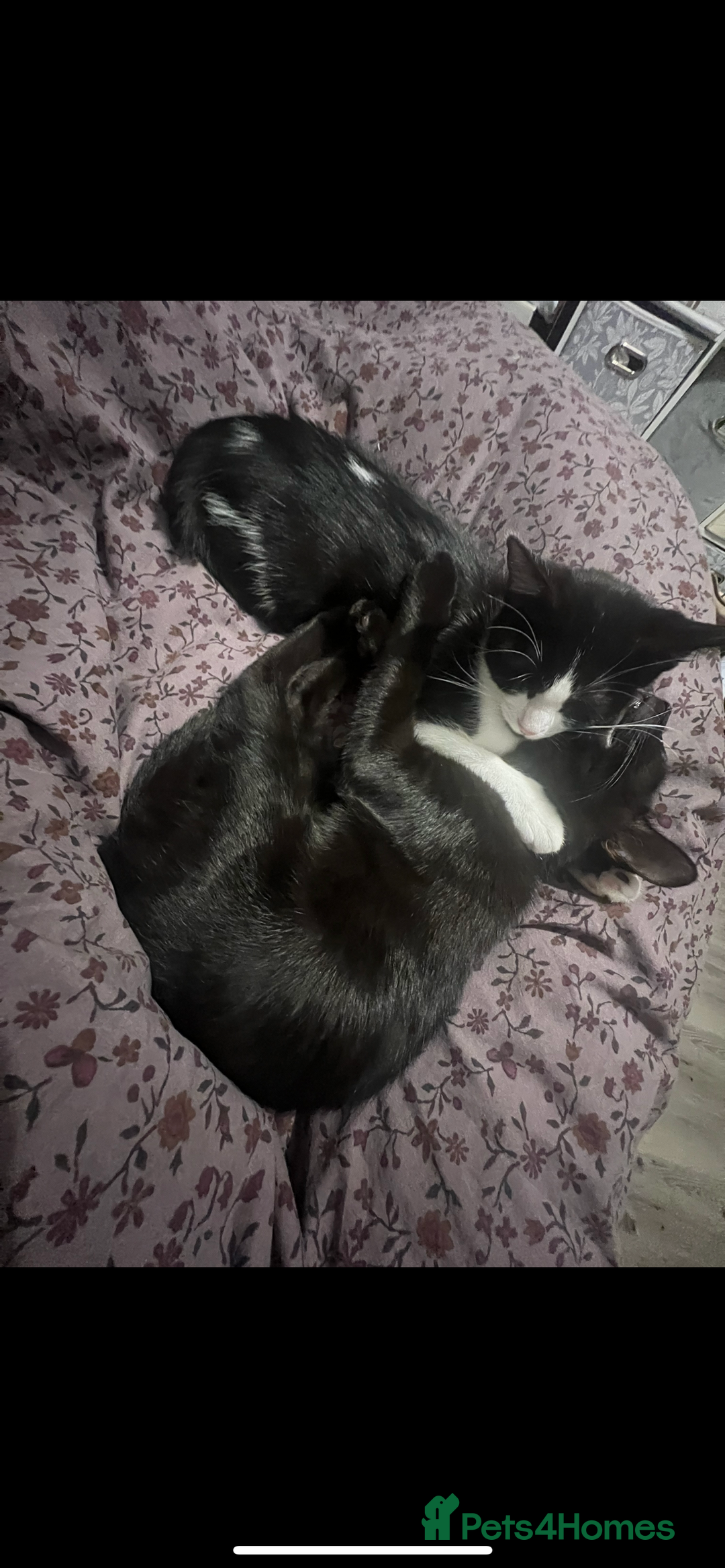 Mixed Breed cats for sale: Two 9 month old kittens - Advert 2