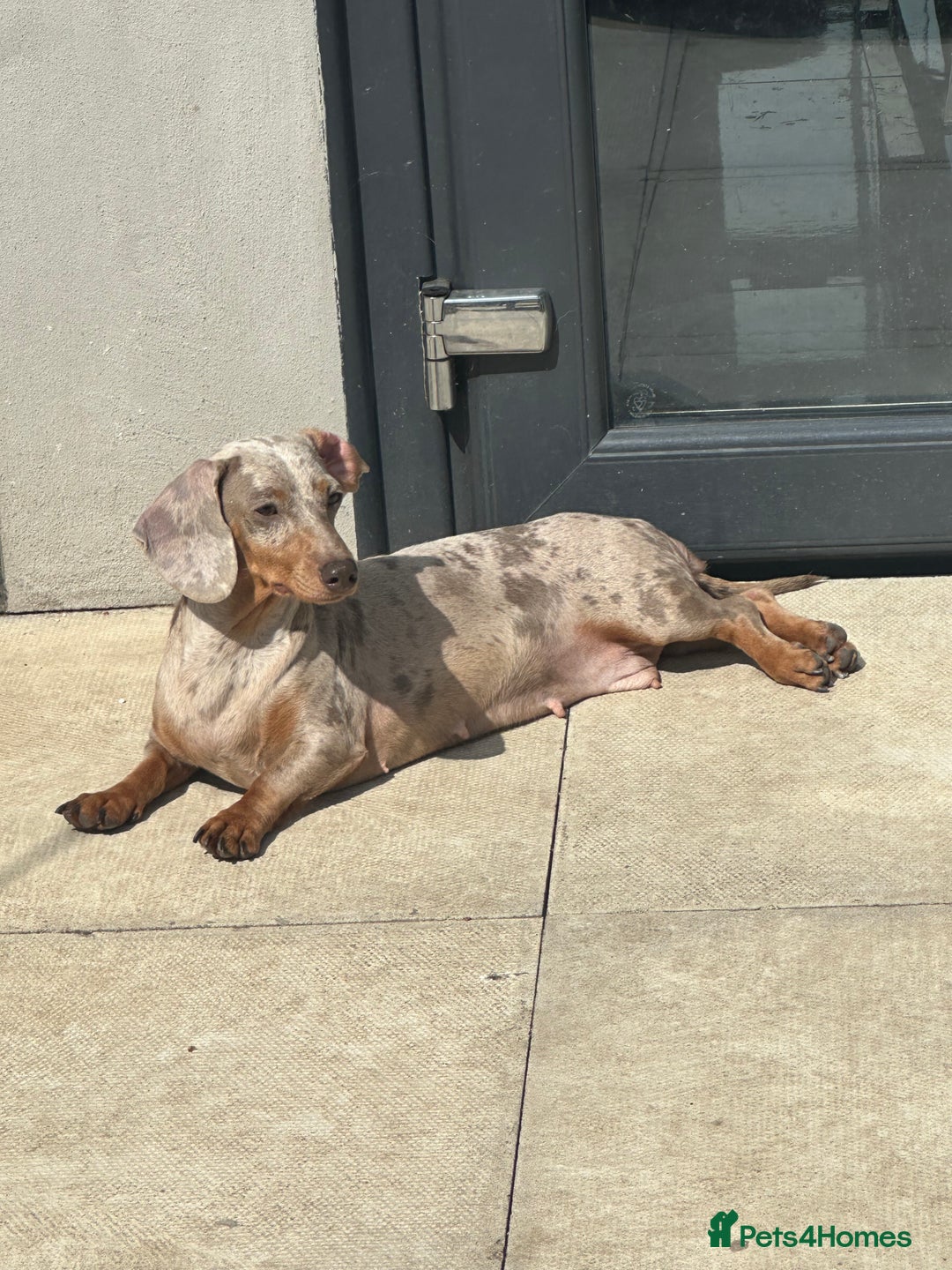 Miniature Dachshund dogs for sale: Isabella tan dapple Minnie dachshund female  - Advert 1