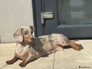 Miniature Dachshund dogs Isabella tan dapple Minnie dachshund female - Advert 3