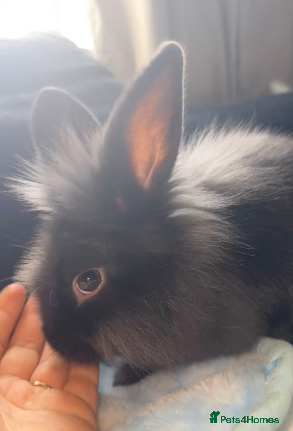 Lionhead rabbits Bonnie Grey Lionhead  - Advert 3