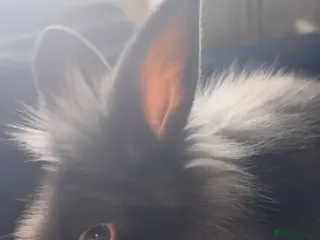 Lionhead rabbits Bonnie Grey Lionhead - Advert 3