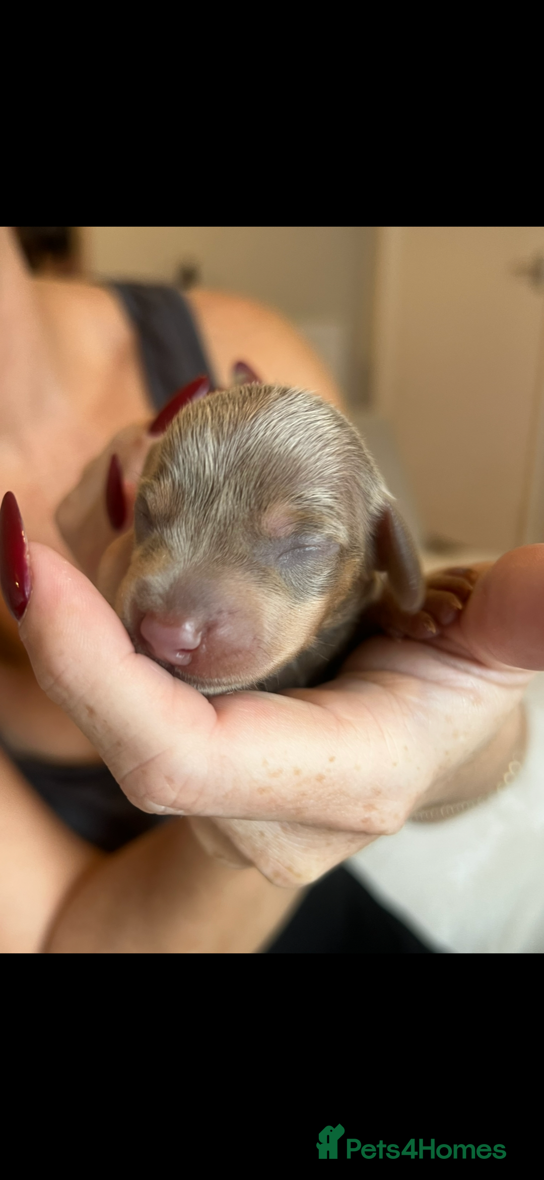 Miniature Dachshund dogs for sale: Beautiful litter of miniature dachshund  - Advert 14