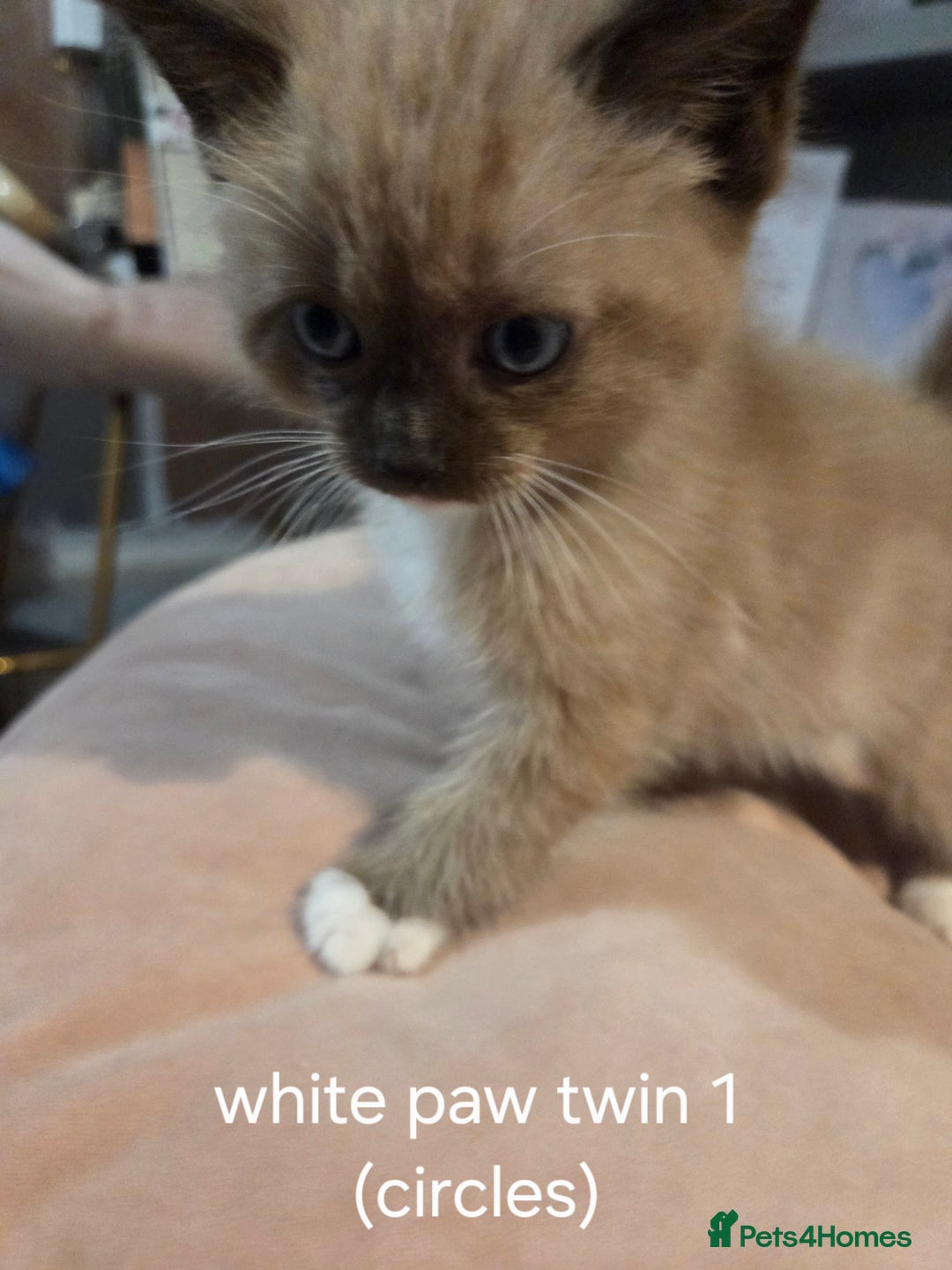 Ragdoll cats for sale: Beautiful Ragdoll Kittens - Image 6