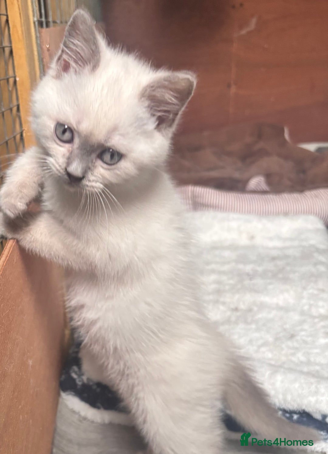 British Shorthair cats for sale: British shorthair GGCF Blue colourpoint kittens  - Image 11