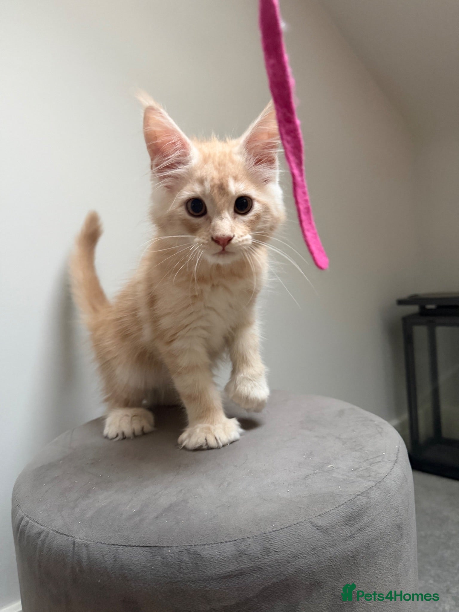 Maine Coon cats Poly and non poly ready now  - Advert 1