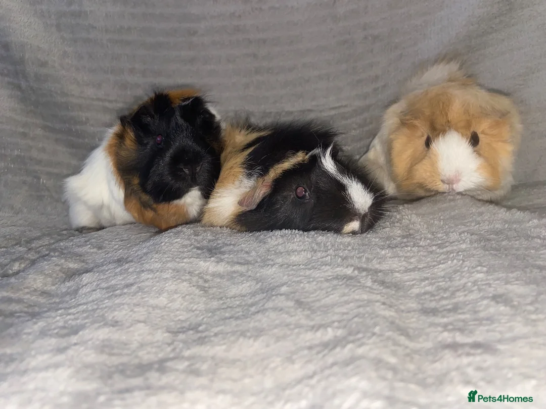 Guinea Pig rodents for sale: Guinea pigs for selling - Advert 19