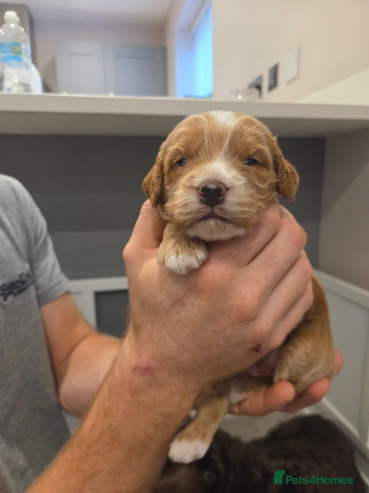 Sproodle dogs for sale: Male sproodle puppy - Advert 5