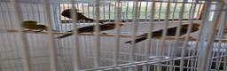 Canaries birds for sale: Fife + Opal Agage + Lizard Canaries - Advert 18