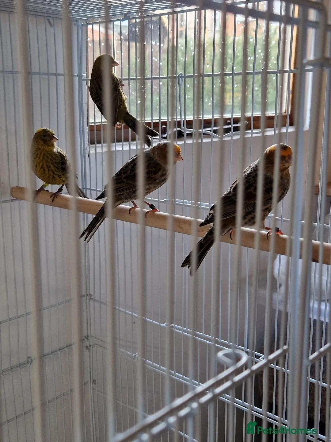 Canaries birds for sale: Fife + Opal Agage + Lizard Canaries - Advert 18