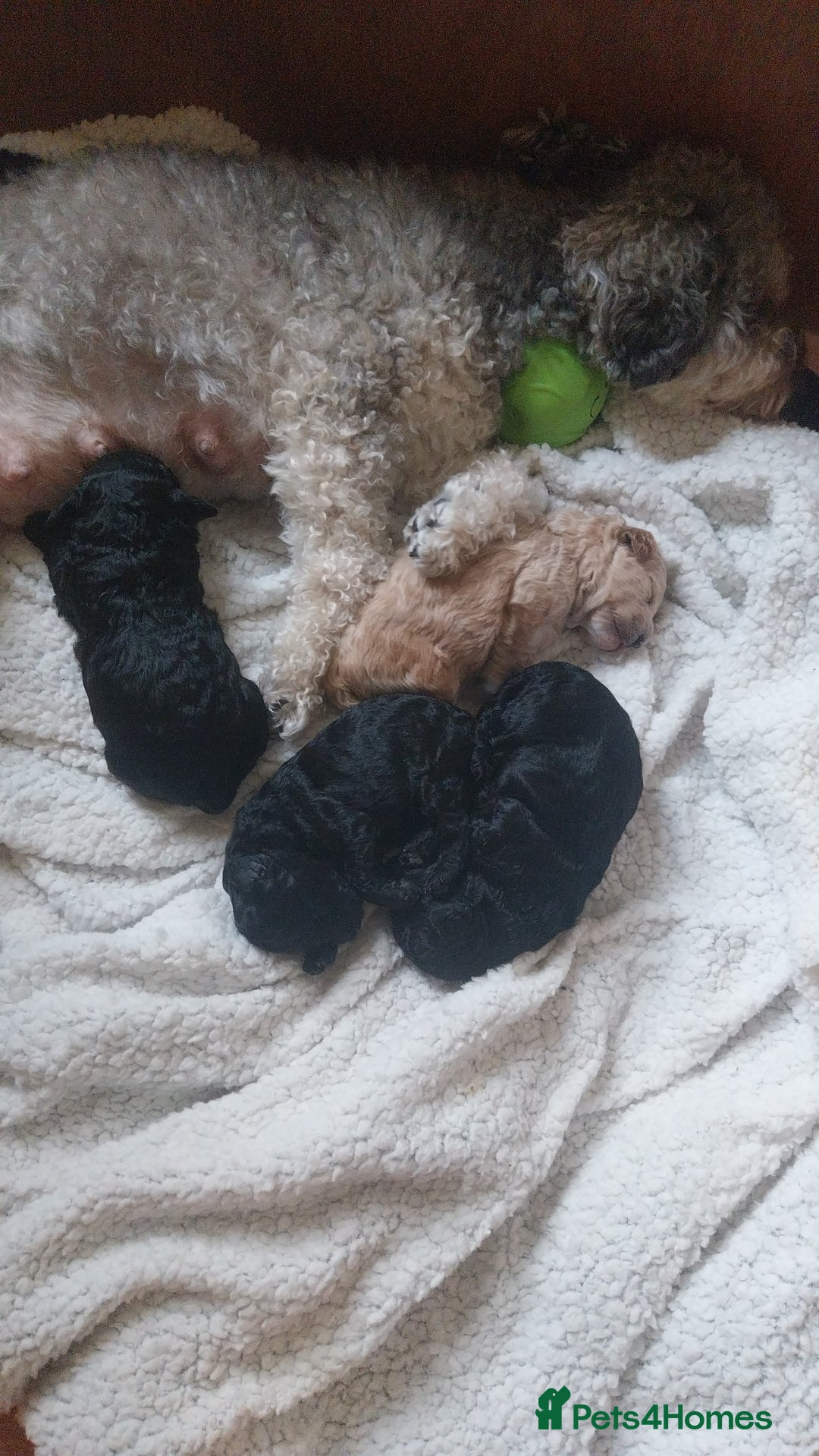 Poochon dogs for sale: Gorgeous mini Poochons , born on December 25th !!  - Advert 6