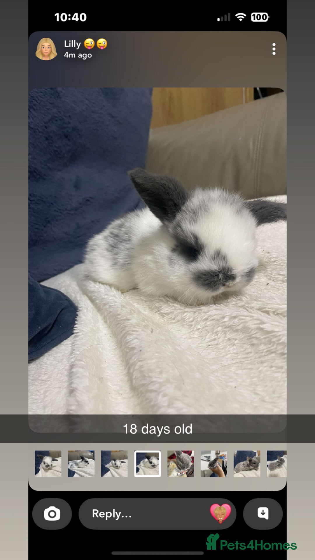 Mini Lop rabbits for sale: 2 baby mini lop bunnies  - Image 5