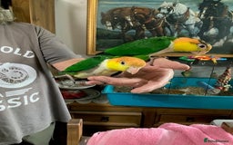 Parrots birds for sale: Green Thighed Caique baby - Image 2