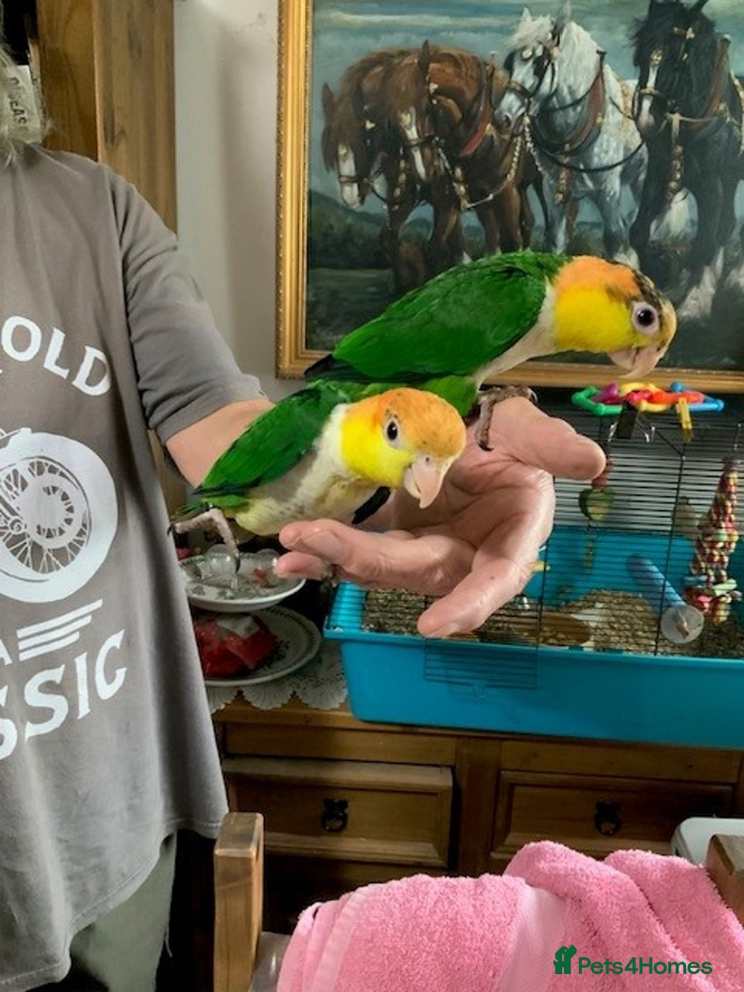Parrots birds for sale: Green Thighed Caique baby - Image 2