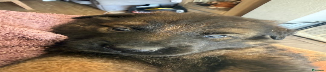 German Shepherd Puppy 2 green collar