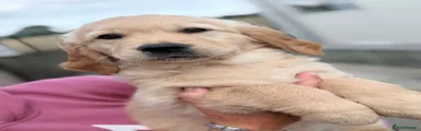 Golden Retriever 2